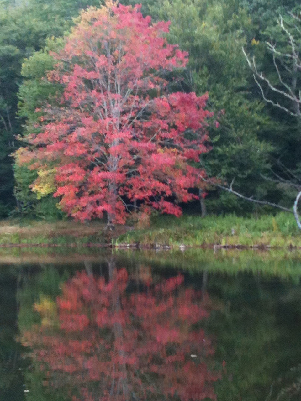 red NC tree2.jpg